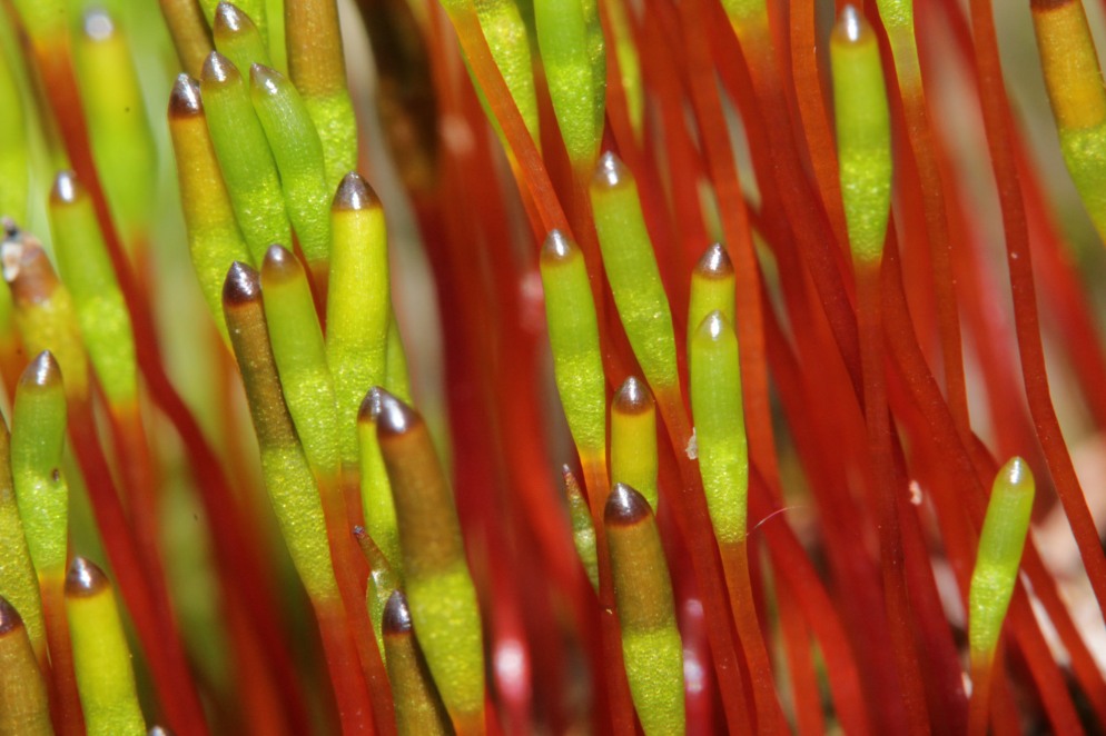 Leuchtend rot grünes Dungmoos mit länglichen Sporenkapseln